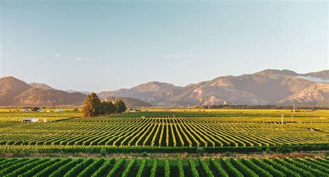 Come to Where the Flavor Is, Come to Marlborough (Wine) Country