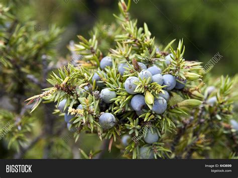 Juniper Berry Image & Photo (Free Trial) | Bigstock