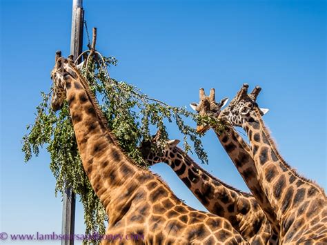 The Giraffe Safari at Monarto Zoo - a Wonderful Family Experience