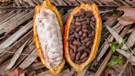 From Cocoa Bean to Paste - Chocolate: Lots More Information | HowStuffWorks