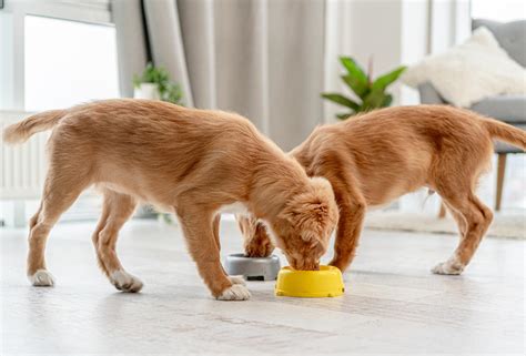 The Best Low Protein Dog Food – Not Just for the Aged! - Expert Dog Food