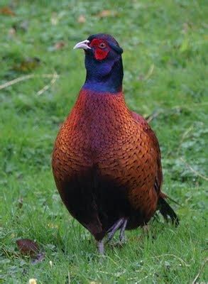 Black-necked Pheasant Game Birds, Birds 2, I Love Ny, Pretty Birds, Weird And Wonderful, Bird ...