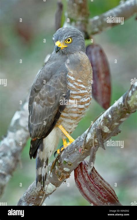 Roadside Hawk (Buteo magnirostris Stock Photo - Alamy