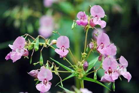 Himalayan balsam in bloom | Wildscapes