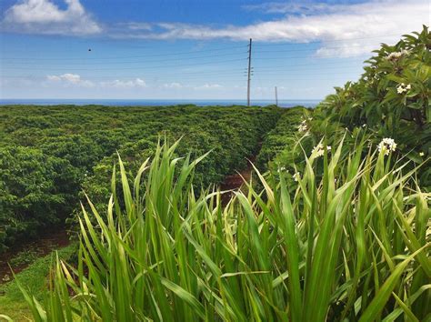 Kauai Coffee plantation | jademcdaniel | Flickr