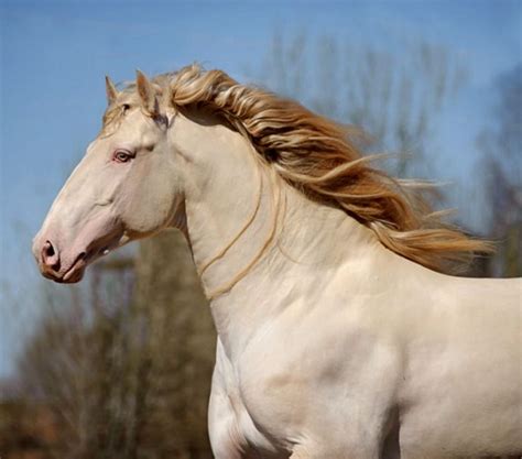 Lusitano stallion, Champagne. Double pearl on bay. Indistinguishable ...