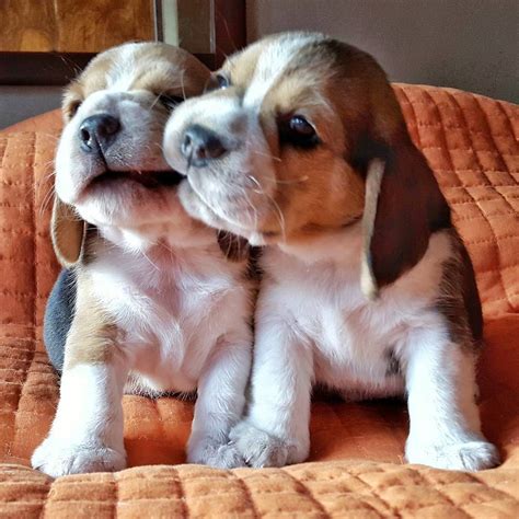 Beagle puppies - @beagles_halbach | Beagle puppy, Beagle dog, Cute beagles