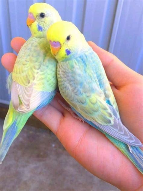 Pin by Zuzana Košťálová on didka | Pet birds, Love birds pet, Best pet birds