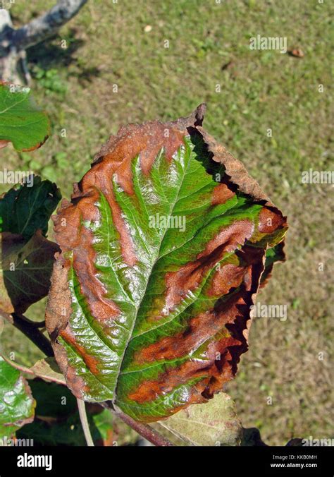 Apple tree leaves become brown from drought stress caused by fire ...