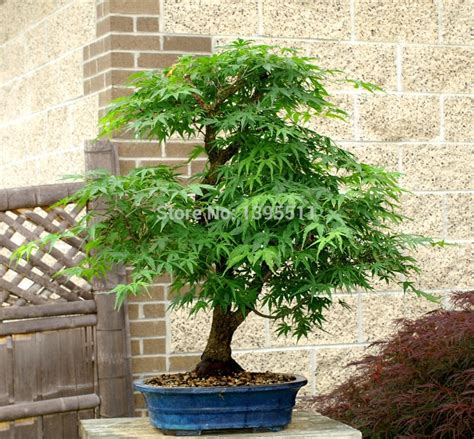 20 Japanese Red Maple tree Seeds,get new fresh seeds to plant bonsai tree - raytfoyw-44