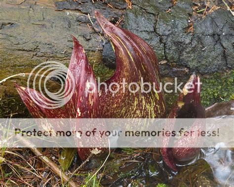 Wild Edible and Medicinal Plants: Skunk Cabbage