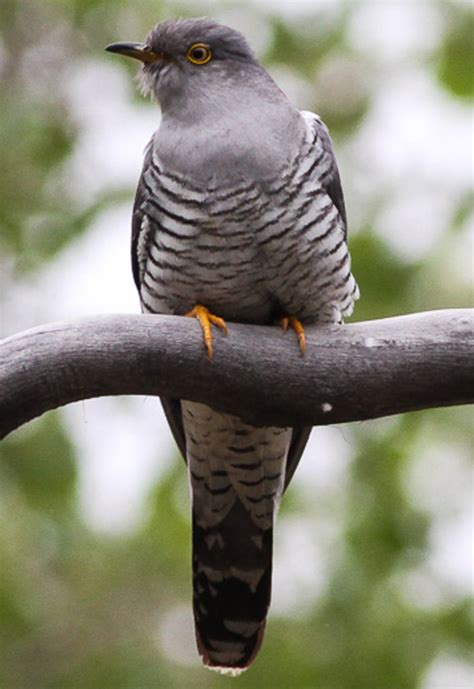 The Life of the Common Cuckoo | HubPages