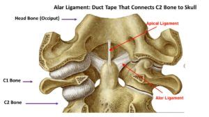 What Is the Alar Ligament? - Centeno-Schultz Clinic