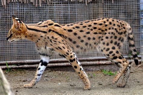 f1 serval cat size - Brigid Adcock