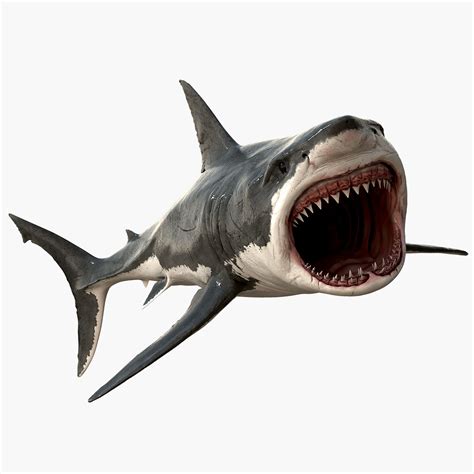 84 Cool Great White Shark 3d Model - Free Mockup