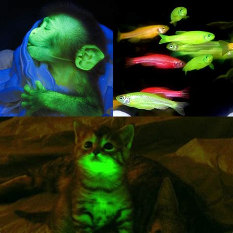 Man-Made Bioluminescent Animals Bioluminescent Animals, Bioluminescence ...