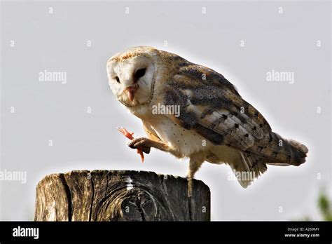 Feeding Barn Owl Stock Photo - Alamy