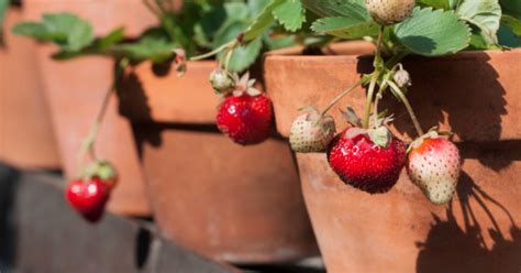 HOW TO GROW STRAWBERRIES IN POTS AND CONTAINERS |The Garden of Eaden