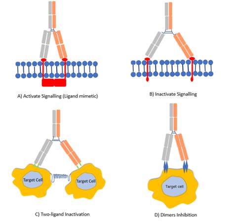 Bispecific Antibodies | Owlcation