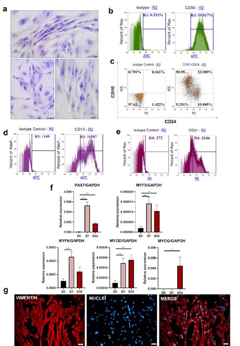 Differentiation of iPS cells into skeletal muscles with Protocol II ...