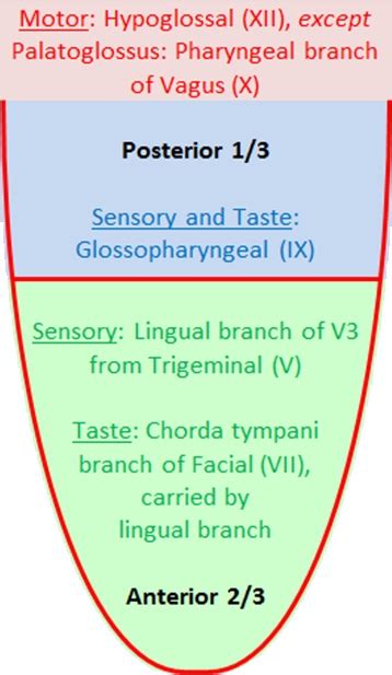 Human Body Simiplified: Tongue