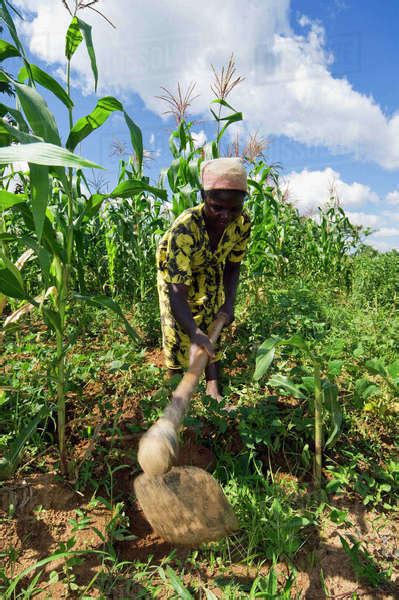 Agriculture - An African woman cultivating soil with large hoe in a field of corn and beans ...