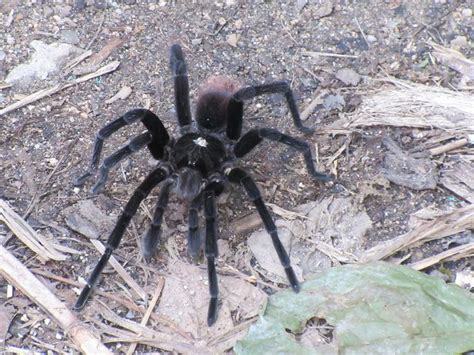 Laba-laba tarantula menjadi laba-laba paling ditakuti manusia,Ini Fakta-Fakta Menariknya - Semua ...