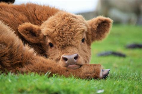 Hugh Highlander Highland Cow (resting cuteness. baby highland coo via muddy...)