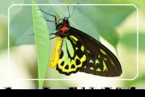 Common Green Birdwing Butterfly: Identification, Facts, & Pictures