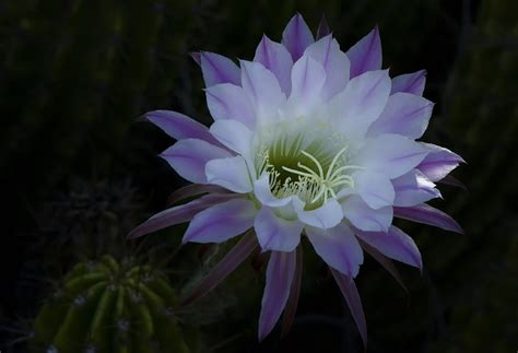 Night Blooming Cactus Photograph by Saija Lehtonen