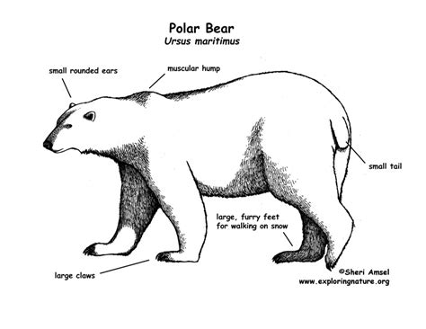 polar bear life cycle diagram - Kisha Madrigal