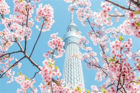 Where to see the most beautiful cherry blossoms in Japan