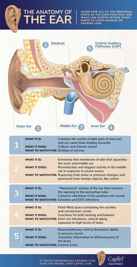 The Anatomy of the Ear [Infographic] | Basic anatomy and physiology ...