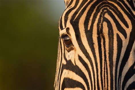 Underneath the zebra’s stripes | Ecology & Evolution Community