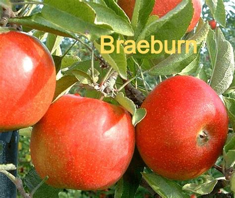 Braeburn Apple Tree | Shrubs & Trees Depot