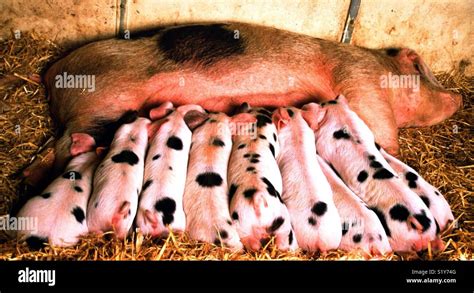 Gloucester old Spot Piglets Stock Photo - Alamy