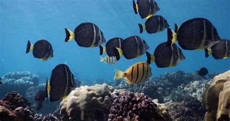 Snorkeling Tour from Ka'anapali Beach - The Hawaii Vacation Guide