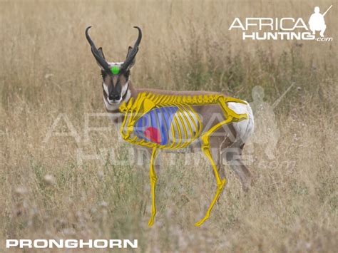 HUNTING Pronghorn | AfricaHunting.com