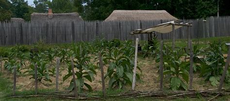 Tobacco farming at Jamestown | Pinpoint on Google maps or at… | Flickr