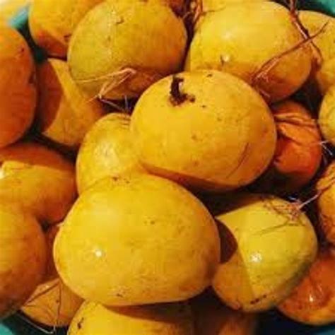 Best Goan mango Mankurad 2 fresh seeds. Mangifera 2 big seeds. | Etsy