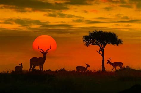 15 Wildlife Photography Tips For Beginners | African sunset, Africa ...