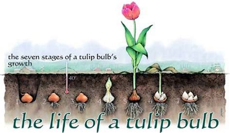 The Story of Tulip Garden