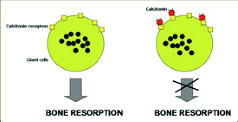 Proposed mechanism of action of calcitonin. | Download Scientific Diagram