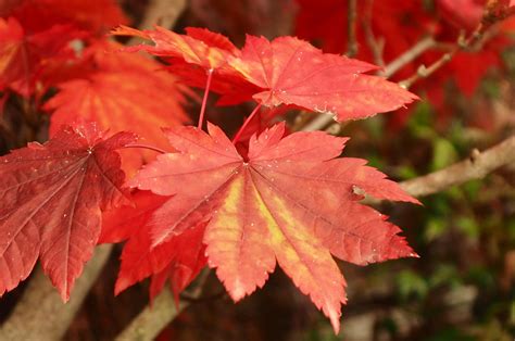 Acer japonicum 'Vitifolium'