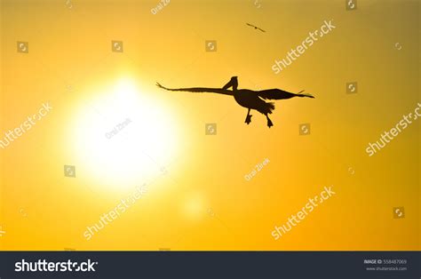 Pelican Flying Sunset Sky Silhouette Stock Photo 558487069 | Shutterstock