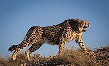 Asiatic cheetah - Wikipedia