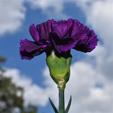 80+ Free Purple Carnation & Carnation Images - Pixabay