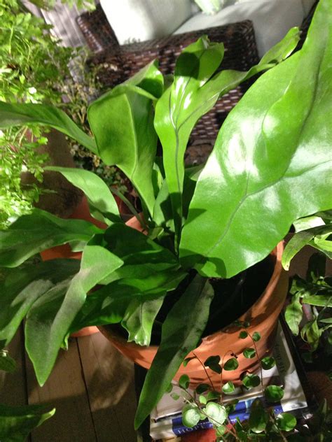 Chris H. Olsen Online Blog: Delicate Indoor Ferns that are Easy to Grow