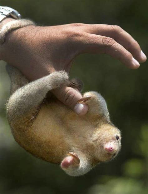 Silky anteater