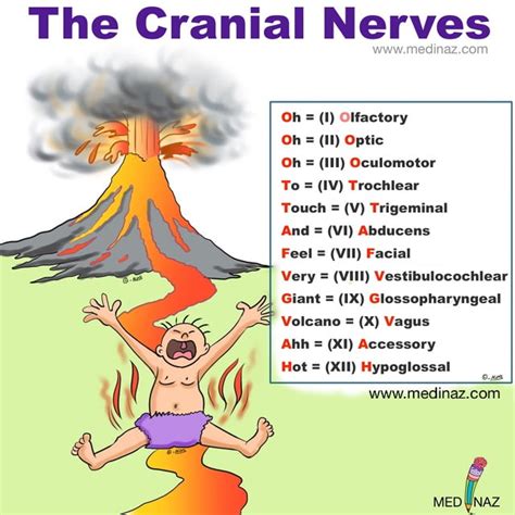 Cranial nerves mnemonics - Anatomy Simplified